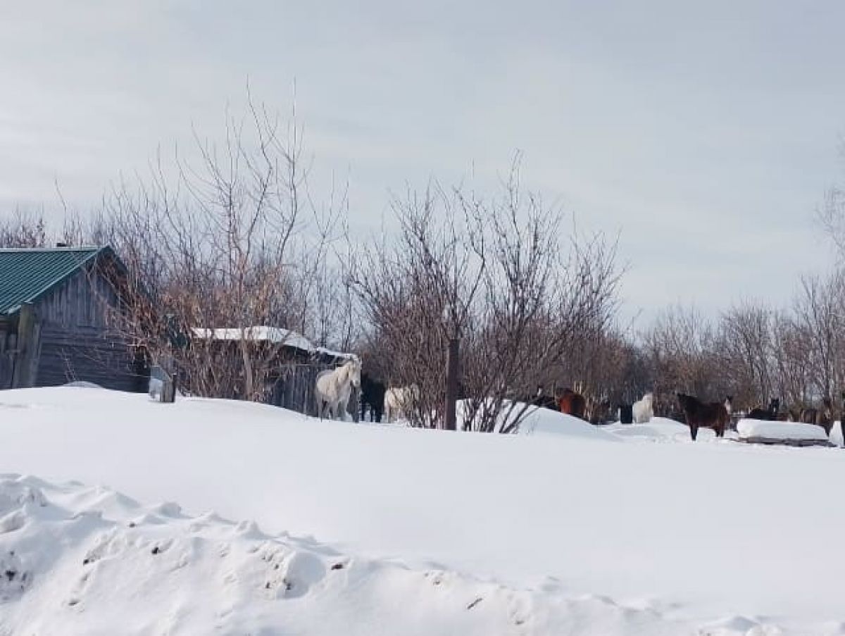 В Рязанской области заметили табун бродячих лошадей