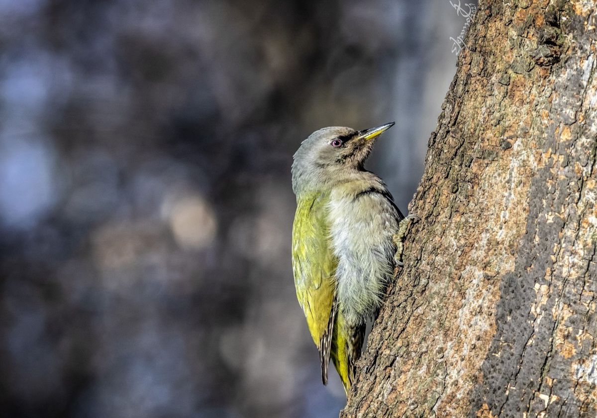 В Рязани сфотографировали редкую птицу