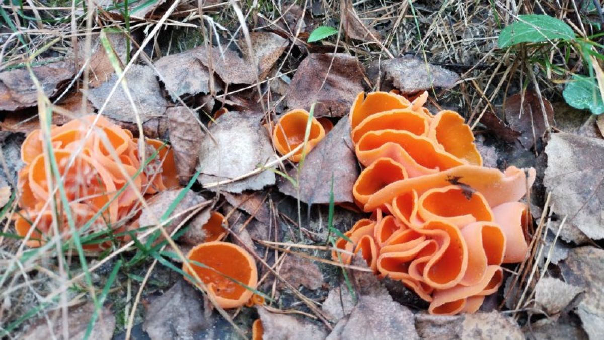 В Рязанской области наткнулись на удивительные грибы