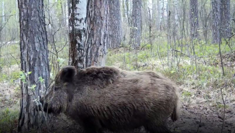 Фото: кадр из видео