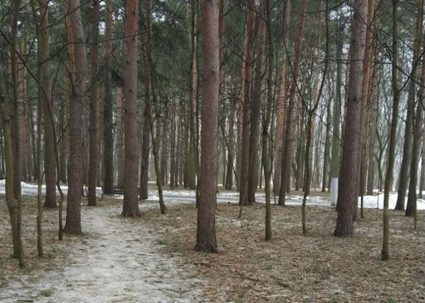 На аллеях Белоусовского парка могут появиться аншлаги с именами знаменитых туляков