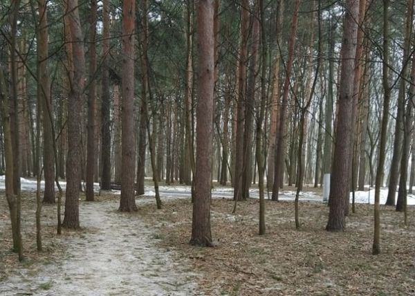 На аллеях Белоусовского парка могут появиться аншлаги с именами знаменитых туляков