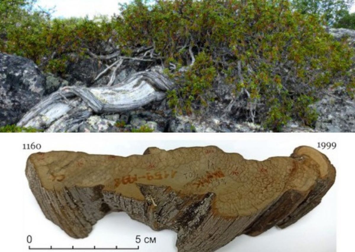Полярный Урал вошел в тройку лидеров по наличию самых древних можжевельников