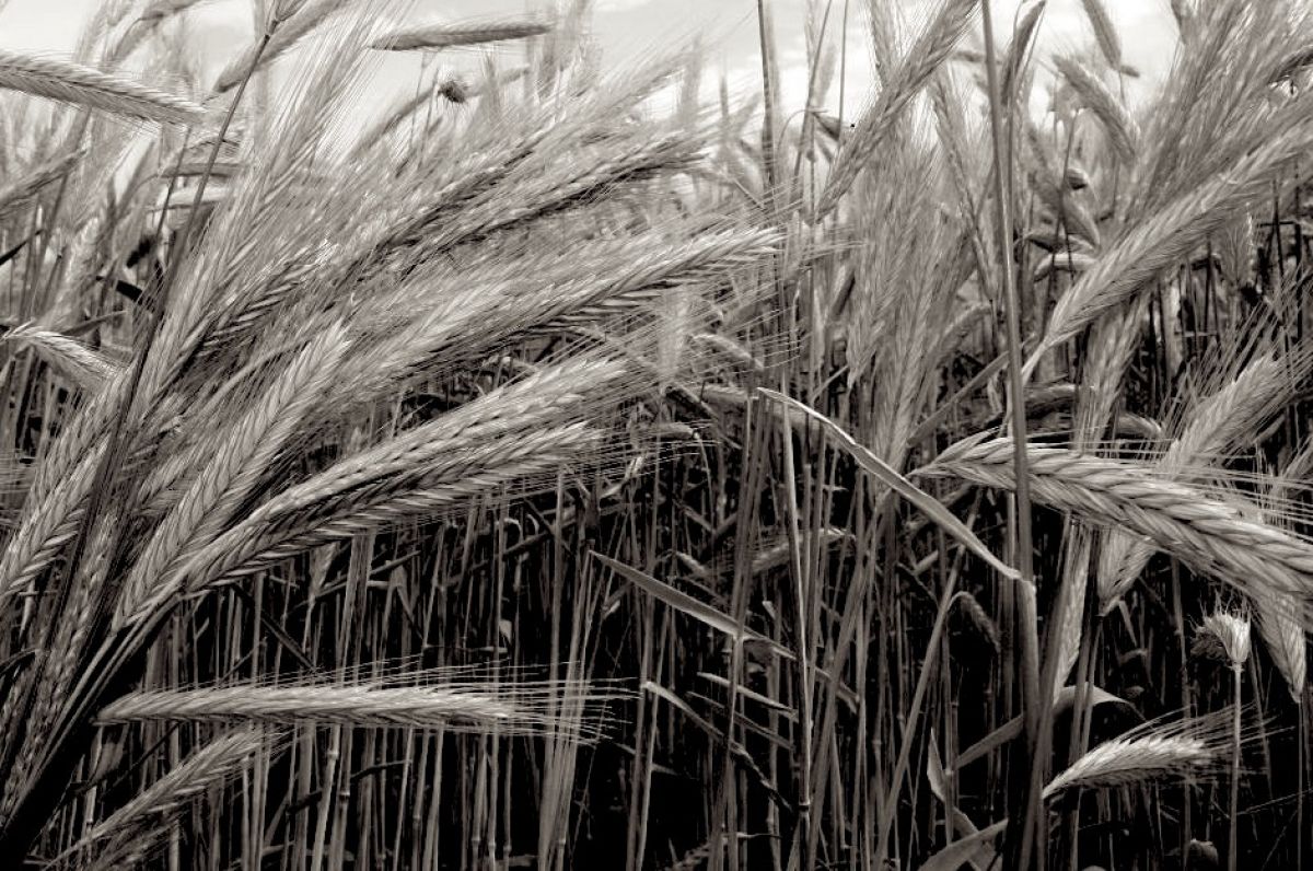 Ведьма из Замарайки и заговоренная рожь