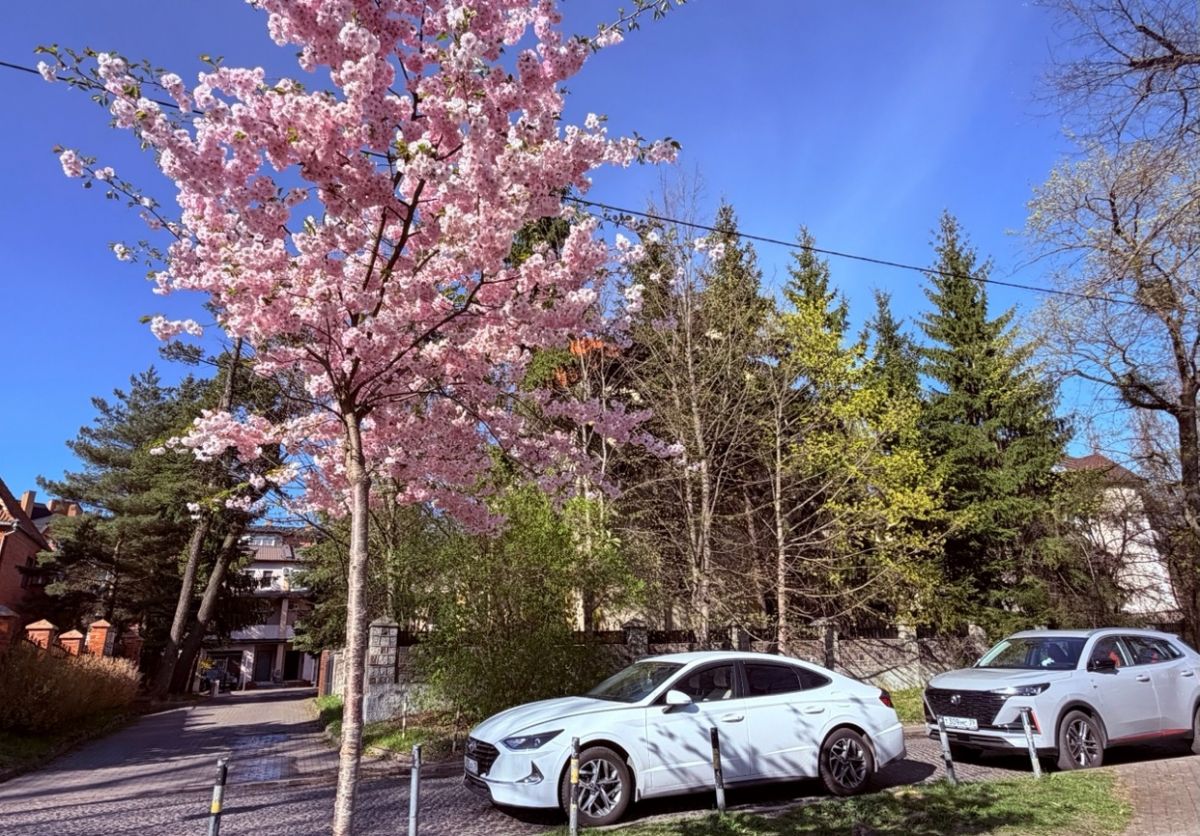 Балтийская вишня: как сакура покорила Калининград