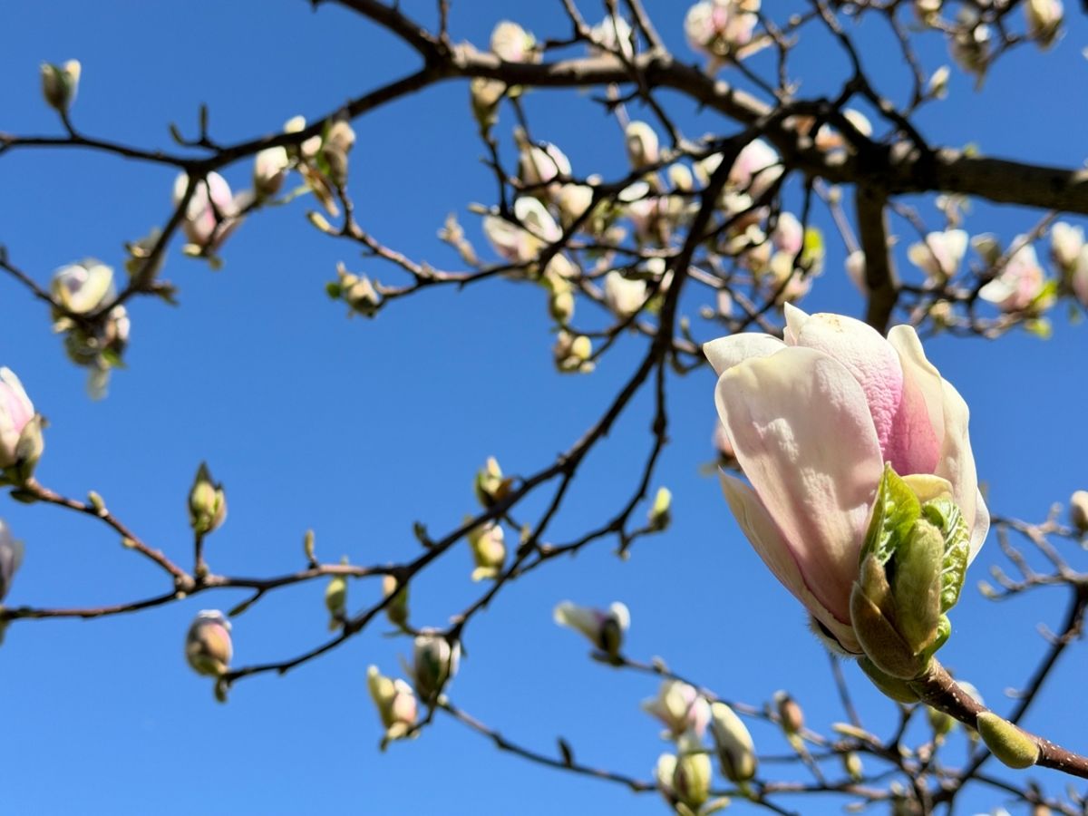 Цветение магнолий в Калининграде