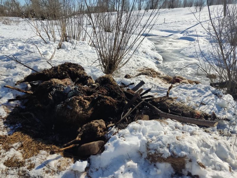 В деревне под Тулой нашли десятки трупов овец: возбуждено уголовное дело