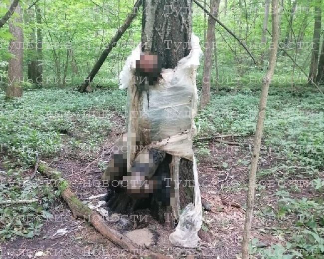 Дело о трупе, привязанном к дереву пищевой пленкой в лесу под Богородицком: суд в Москве рассмотрит апелляцию осужденных