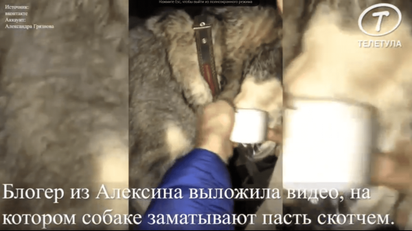 Видео и фото: «Алексин Слухи», Александра Грязнова