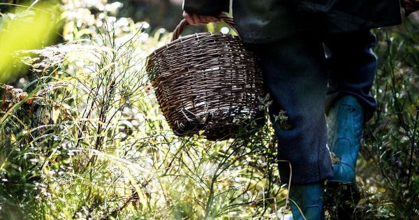 За неделю в Тульской области спасатели нашли 17 заблудившихся грибников