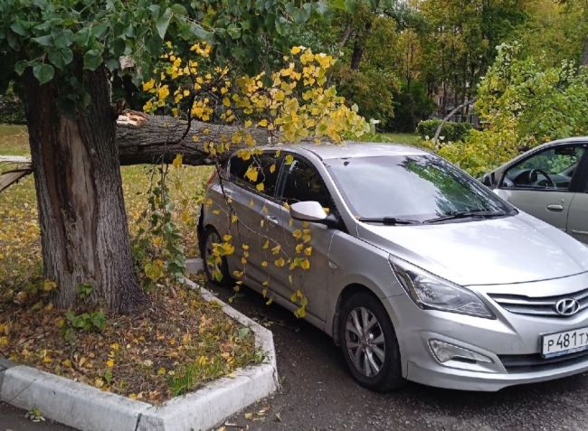 В Туле у больницы на улице Мира дерево упало на машины