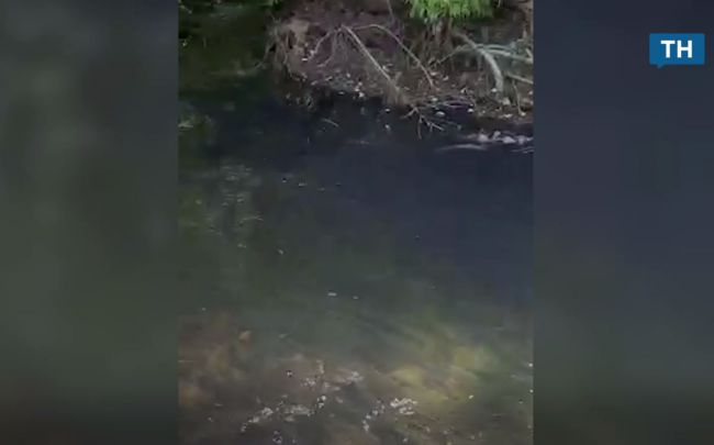 Фото: скриншот с видео