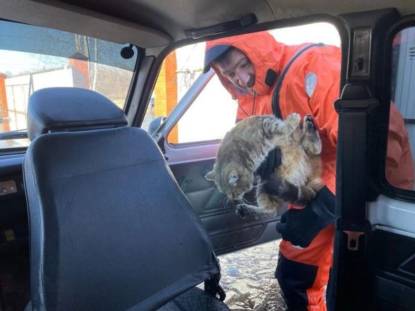 В Ефремове спасатели помогли выбраться из затопленного дома коту и его хозяйке