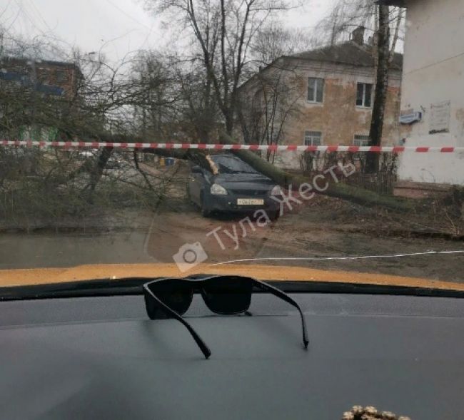 В Туле на улице Ползунова дерево упало на автомобиль