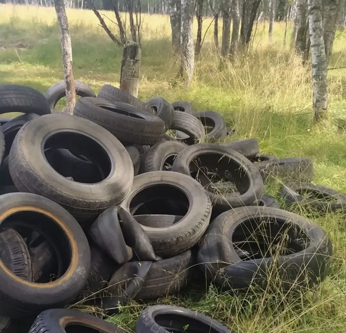 В одном из лесов Владимирской области нашли свалку покрышек