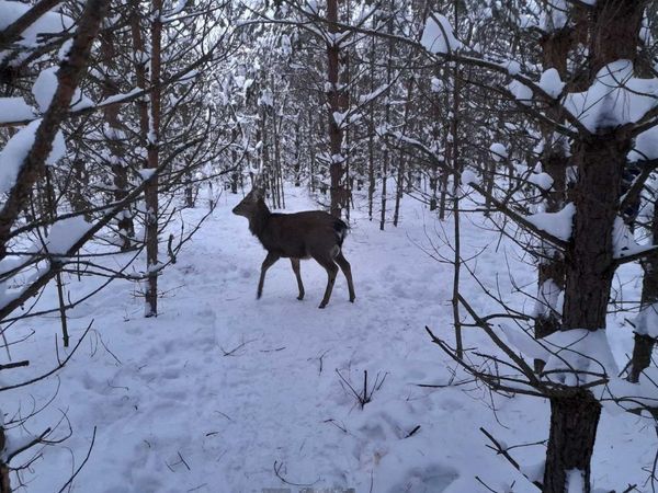 Во Владимирской области в снежном лесу обнаружили лесного зверя