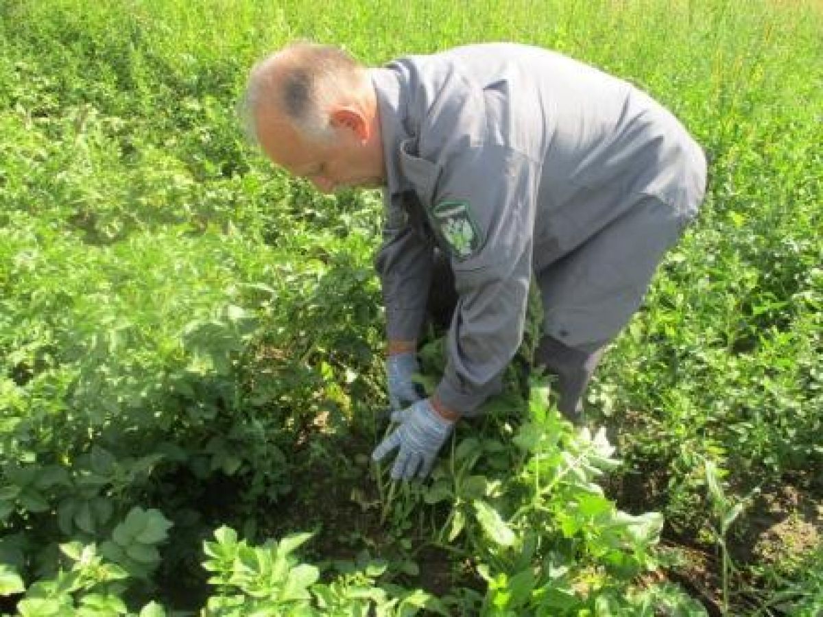 Во Владимирской области ликвидировали очаги заражения овощной культуры