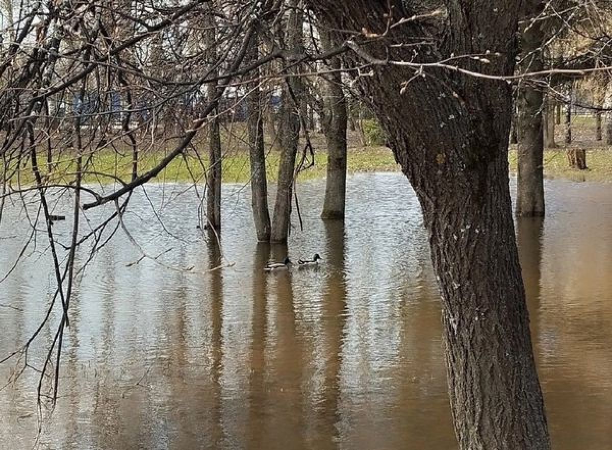 Во Владимире утки приняли лужу за озеро