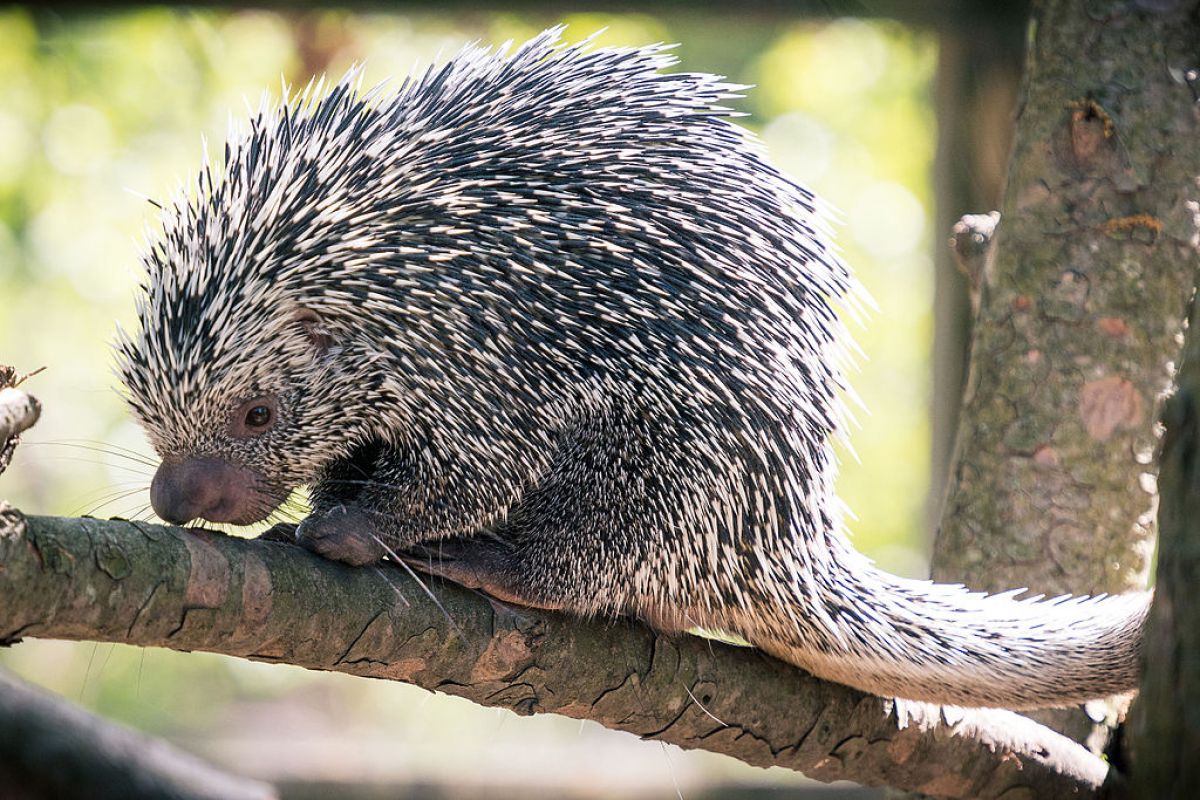 prehensile_tail_porcupine_curled_and_relaxed_18144690005