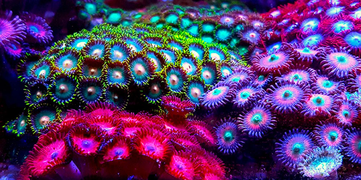 zoanthaire