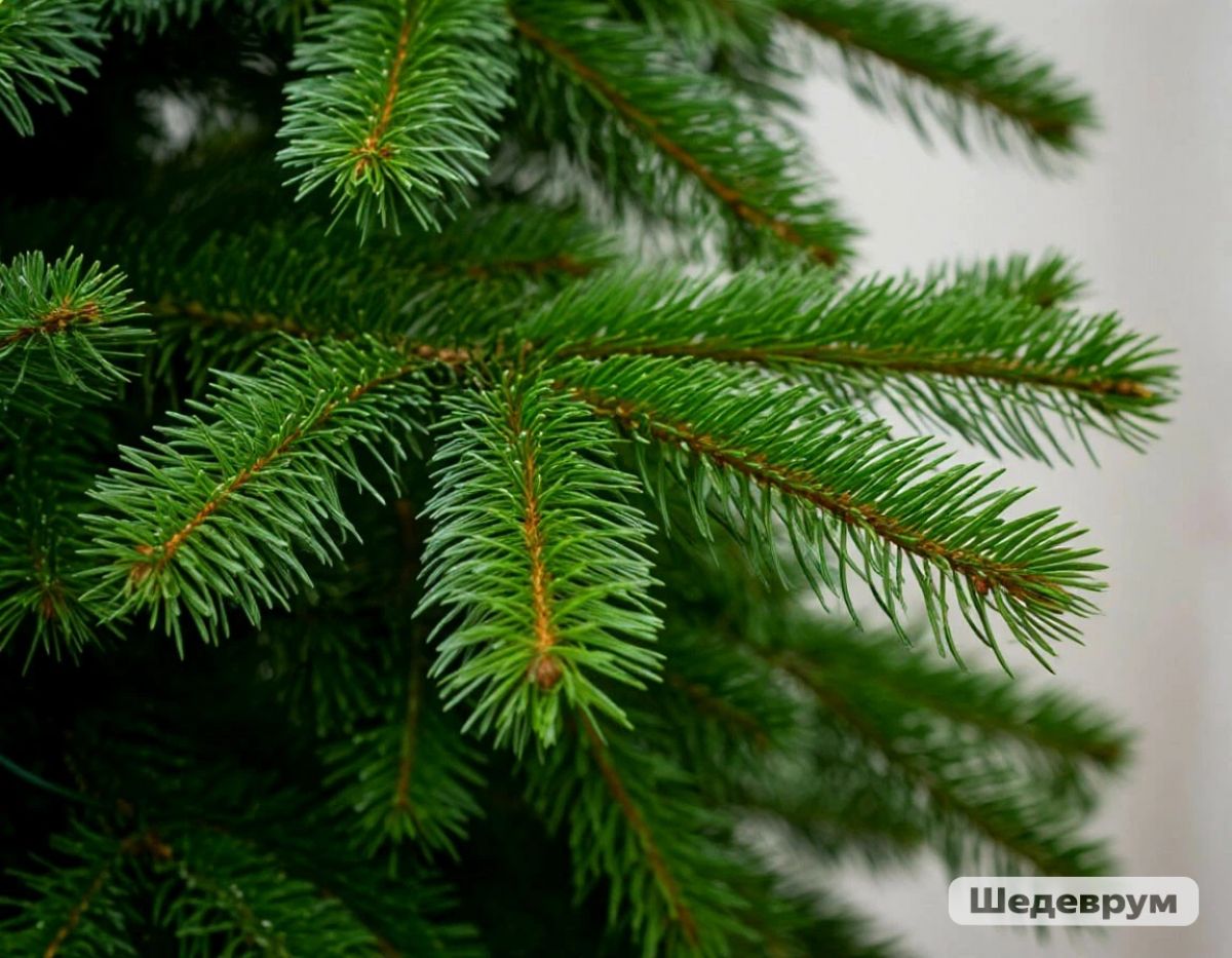 Новый год в СССР: традиции, ритуалы и атмосфера праздника