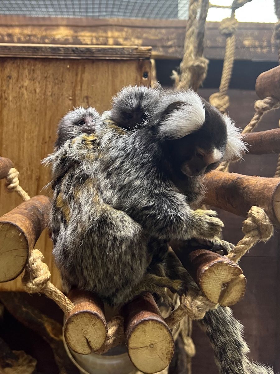 l2t9xndcvujpnxpi3cr7r8jama1zryqala6boozijwoy0krl30egywpojlrgszfoxlzooem9vsqblj7bz2rb3qv6probel1