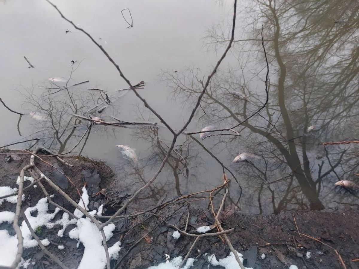 Во Владимире прокуратура выясняет причины массовой гибели рыбы в Добросельском пруду