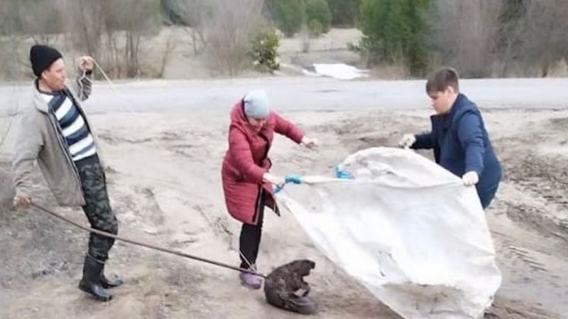 Под Воронежем спасли бобра, плавающего в луже на дороге