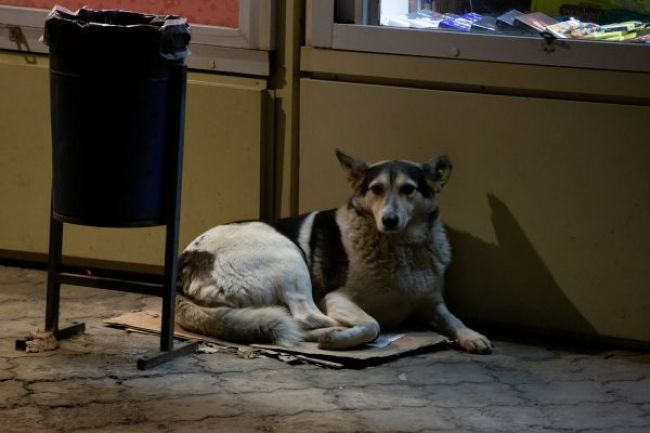 В Воронежской области живодеры отрезали головы нескольким бездомным собакам