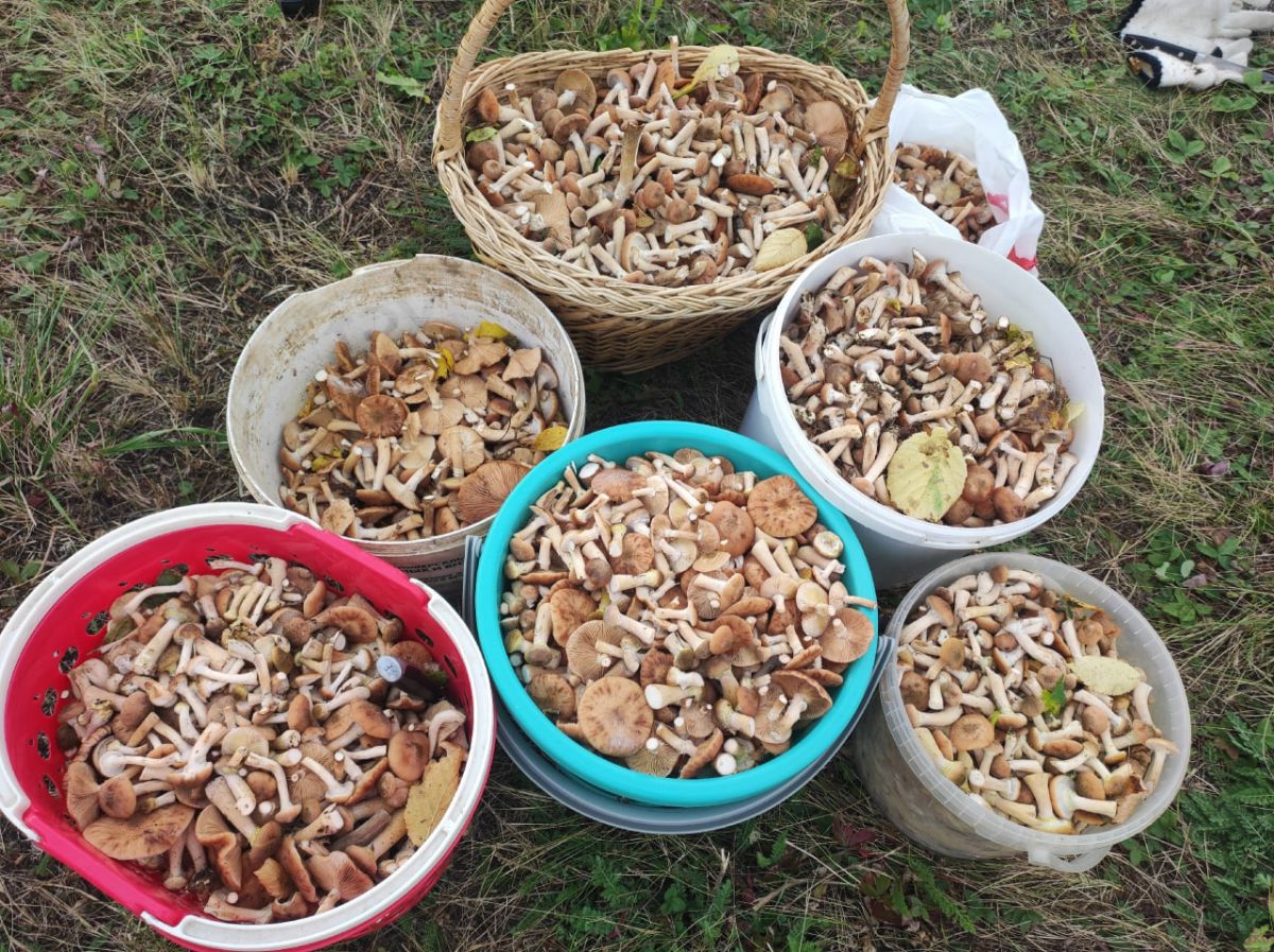 Воронежцы похвастались очередным грибным урожаем в конце сентября