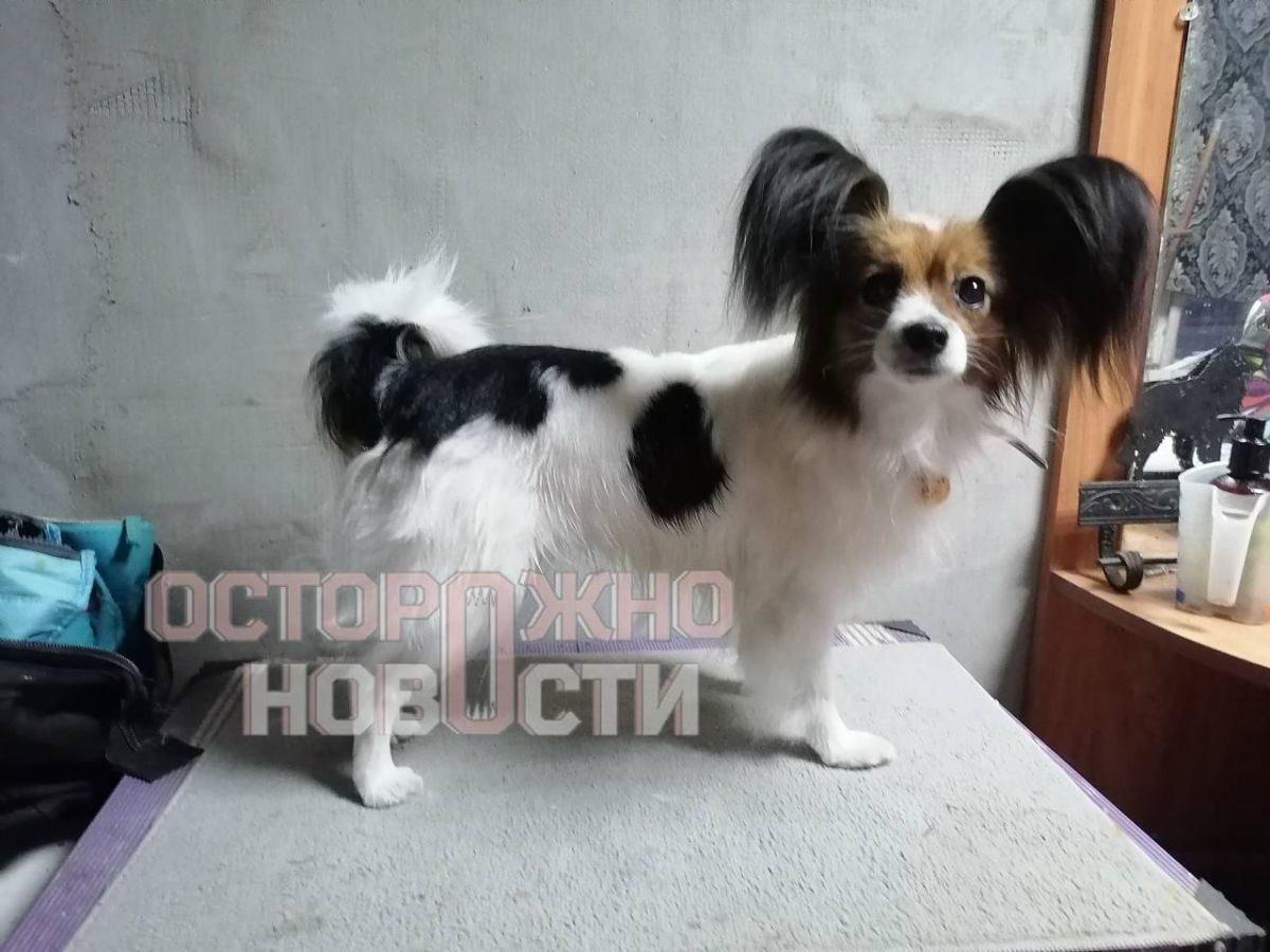 В Воронежской области ищут сбежавшую пять дней назад из поезда собаку