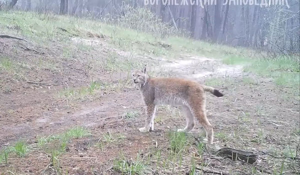 Самец рыси погиб в Воронежском биосферном заповеднике