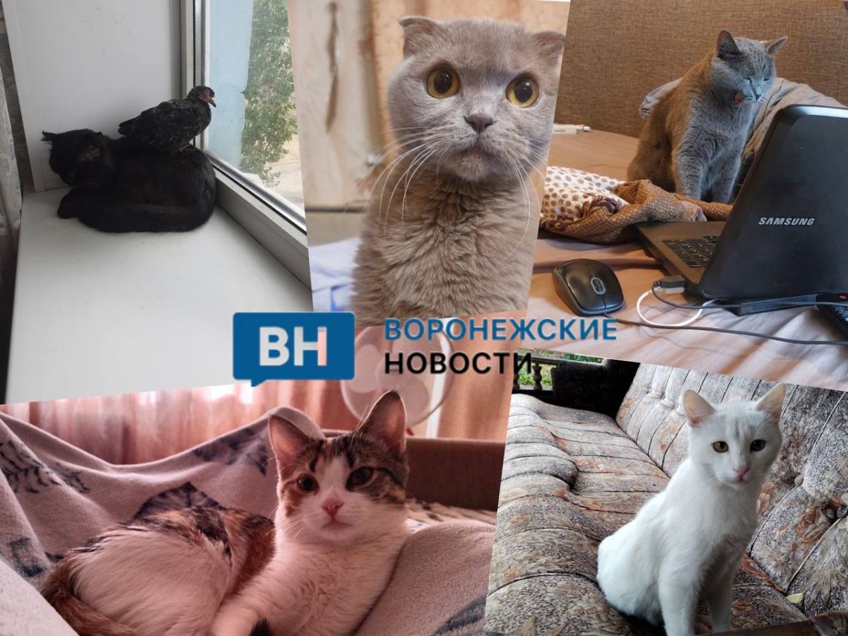 Недоумевающие, зевающие, отдыхающие. Подписчики «ВН» показали своих любимцев в день кошек