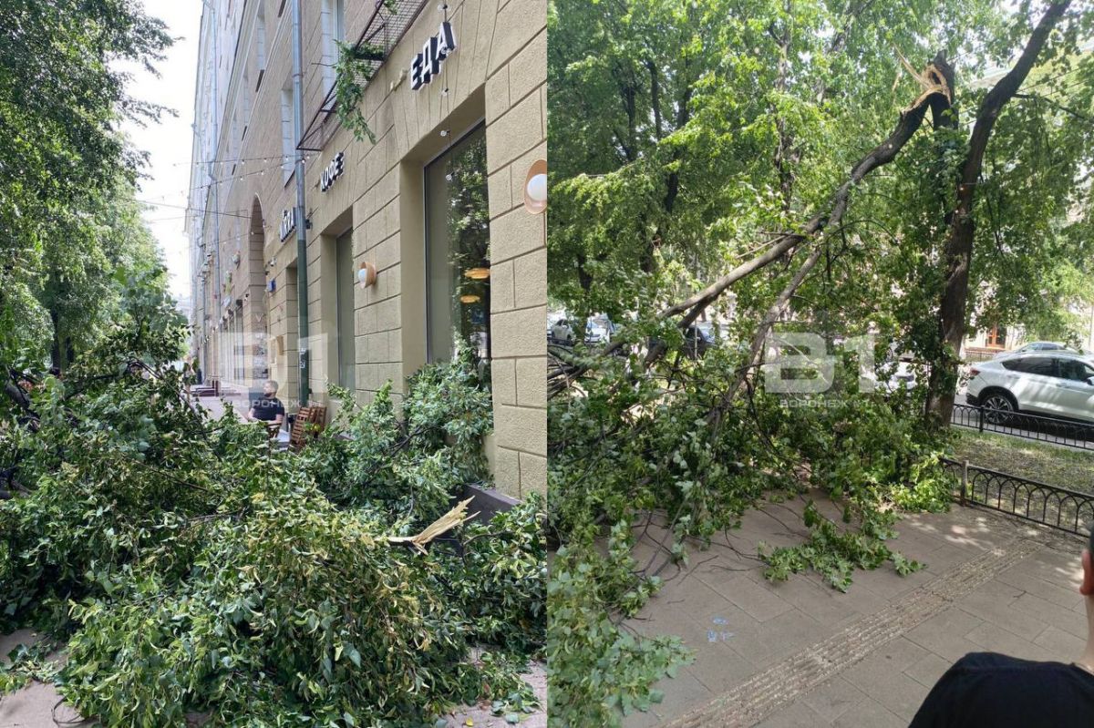 Дерево упало на летнюю веранду кафе в центре Воронежа