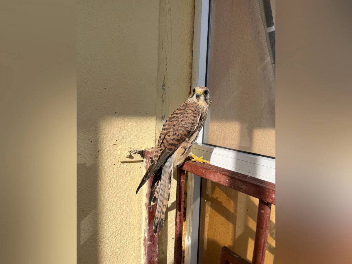 Молодую пустельгу с ушибом крыла спасли в Воронежской области