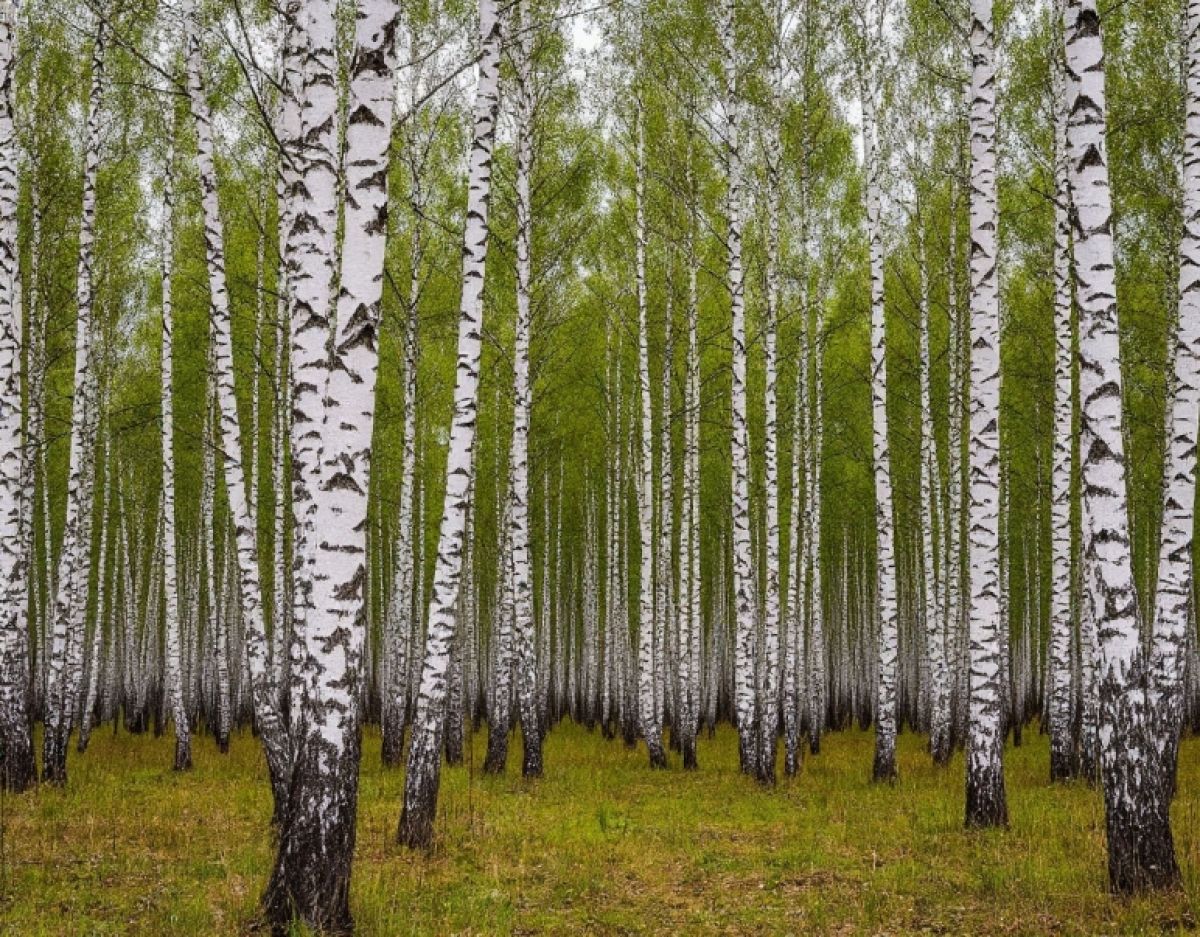 Bоронежских аллергиков ждёт непростая неделя из-за цветения берёзы