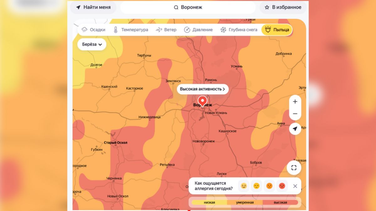 О пике цветения берёзы и ольхи предупредили воронежских аллергиков
