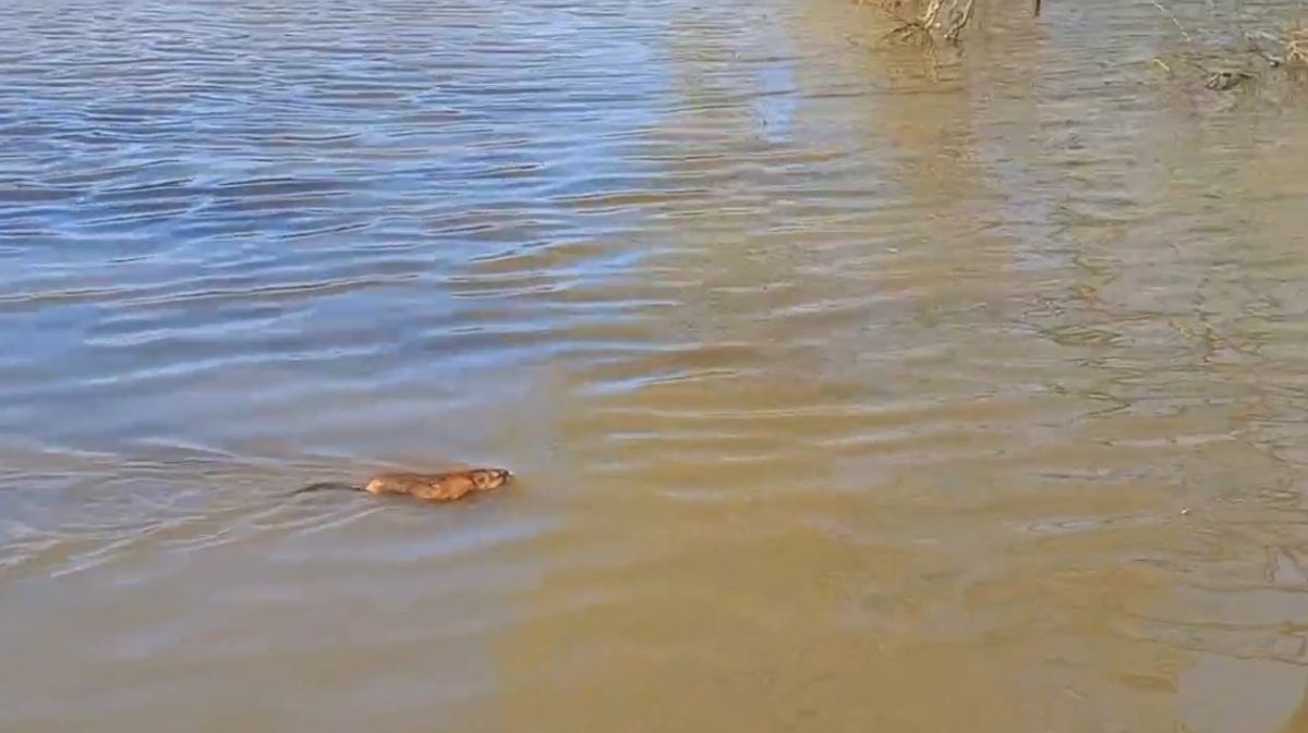 Воронежец снял на видео бобрёнка, плывущего против течения Дона у Шилово. Видео