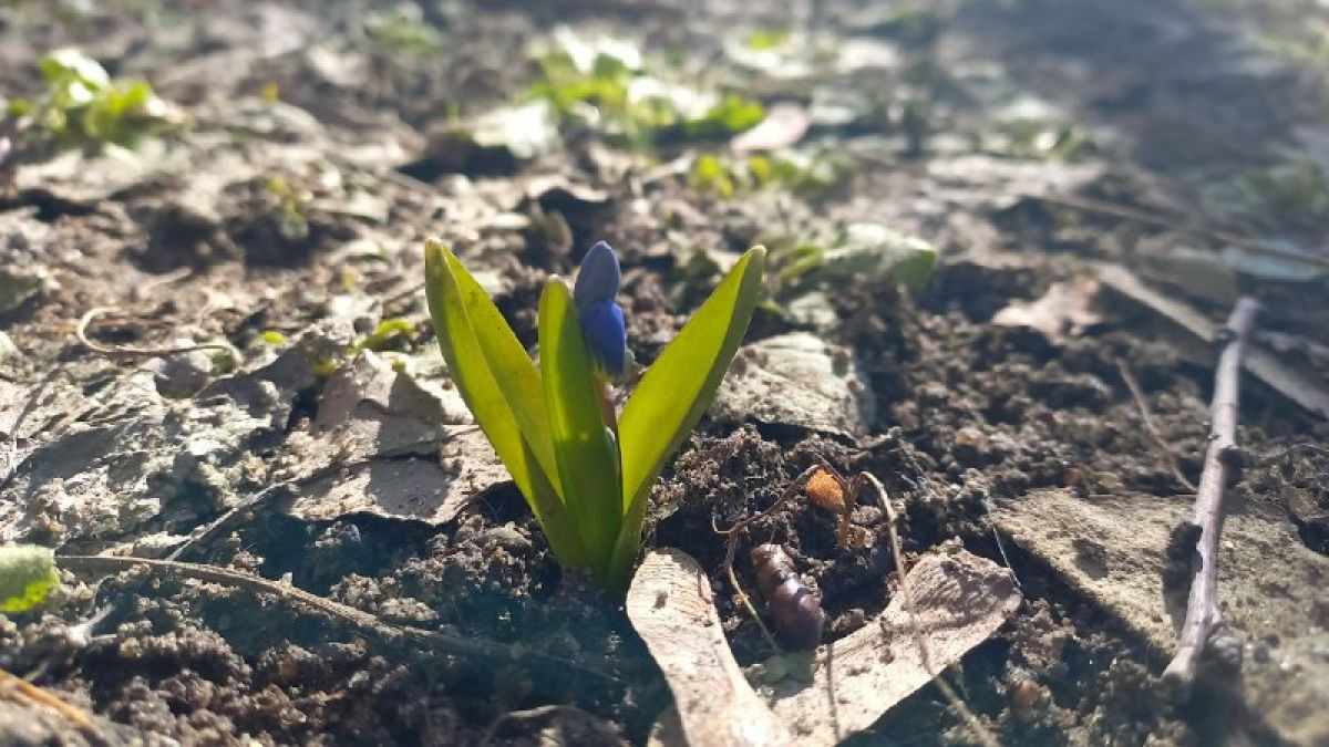 Весенние цветы заметили горожане в Воронеже