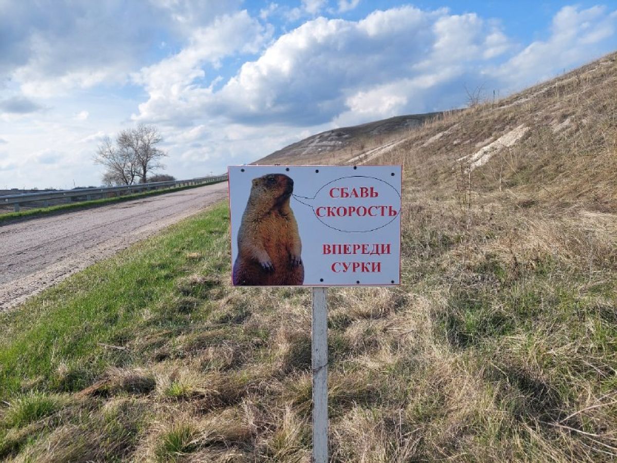 Сурки проснулись и выбегают на трассу: воронежцев предупредили о необычных «пешеходах»