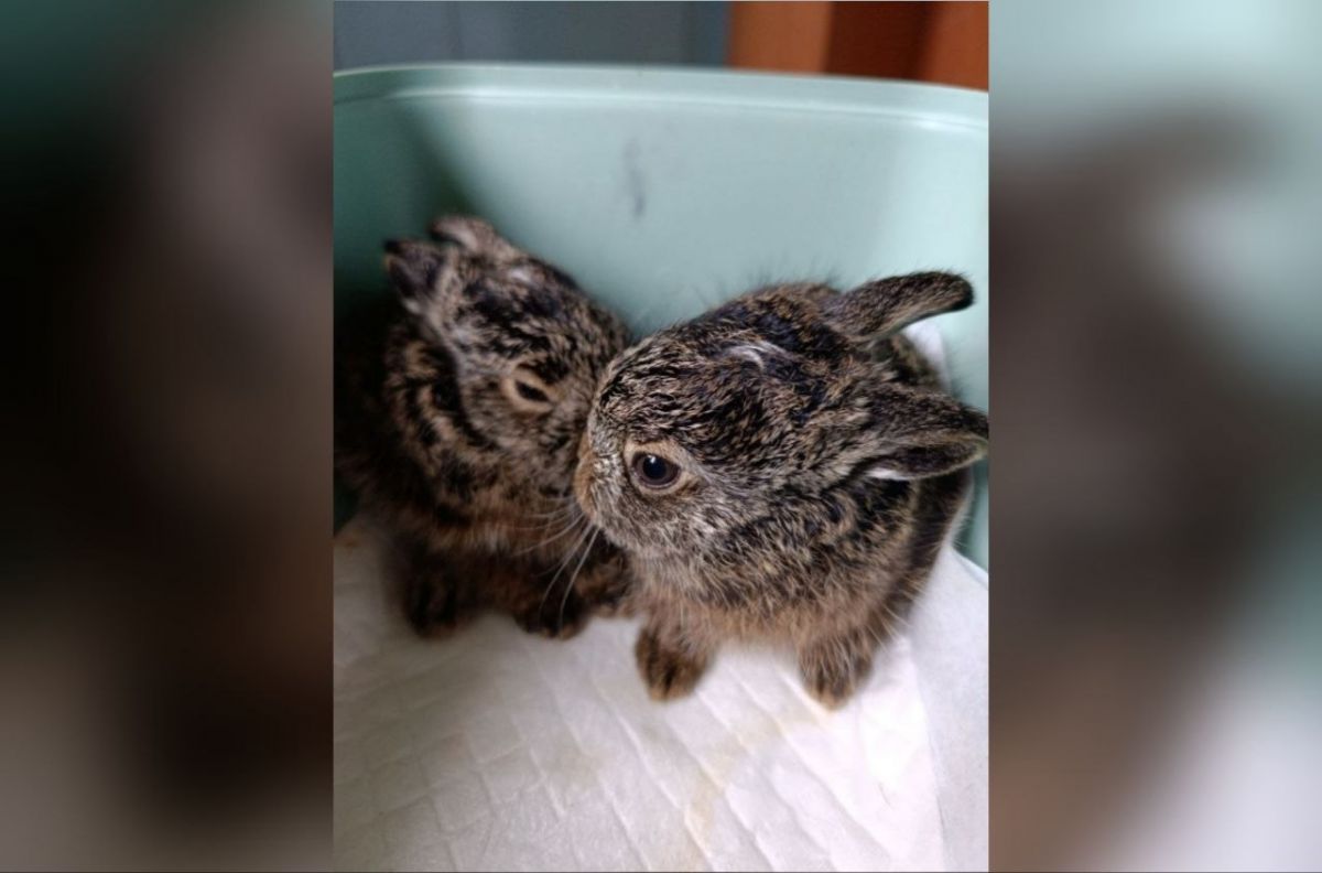 Двух «пасхальных зайцев» нашли волонтеры в воронежском парке «Танаис»