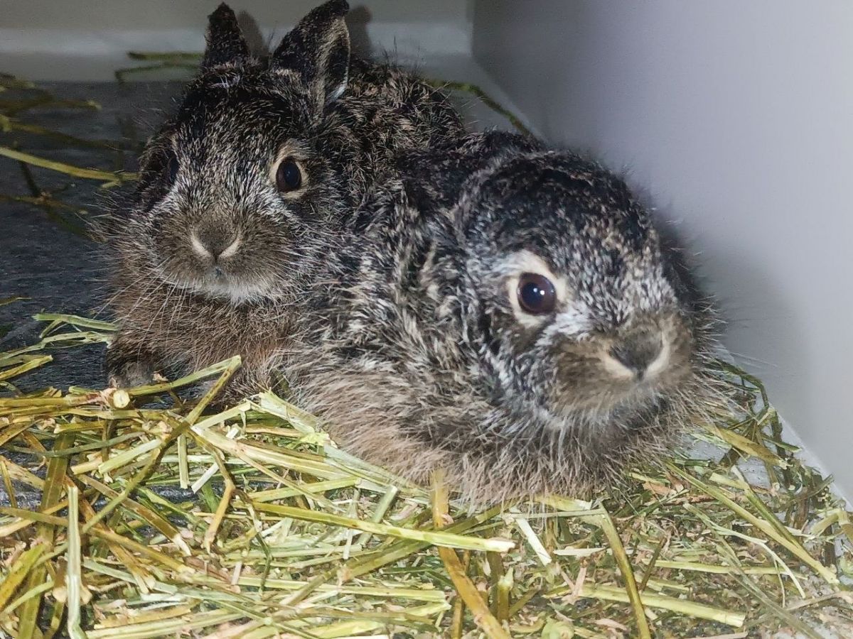 Пять воронежских зайчат отправились на лечение и реабилитацию в специализированный центр