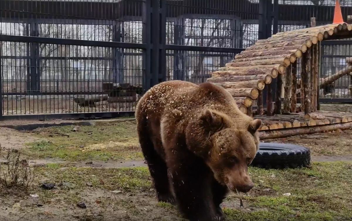 ТОП самых ярких событий ЦФО: бесплатное такси беременным, проснувшиеся Маша и Умка и мужчина с летним настроением