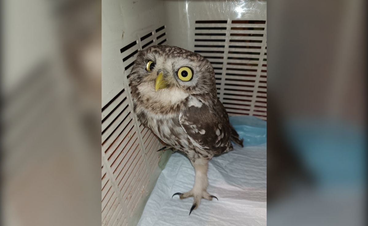 Спасённый сыч снова на воле — выпущен в окрестностях села Малышево