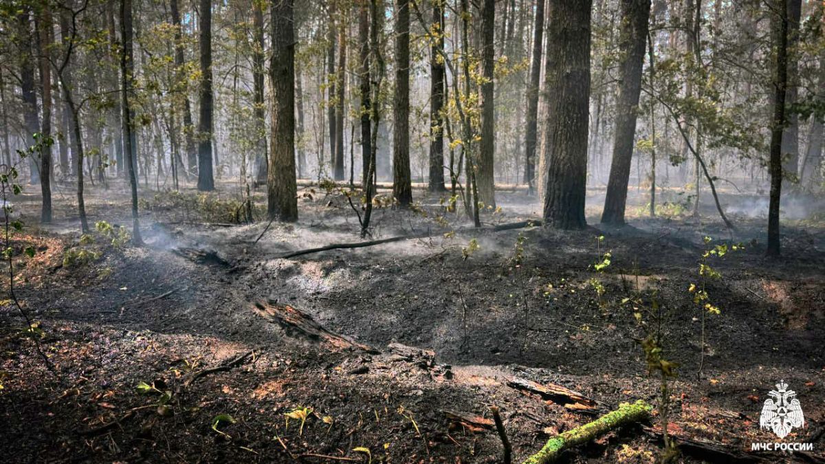 С почти недельным пожаром справились в Воронежском заповеднике