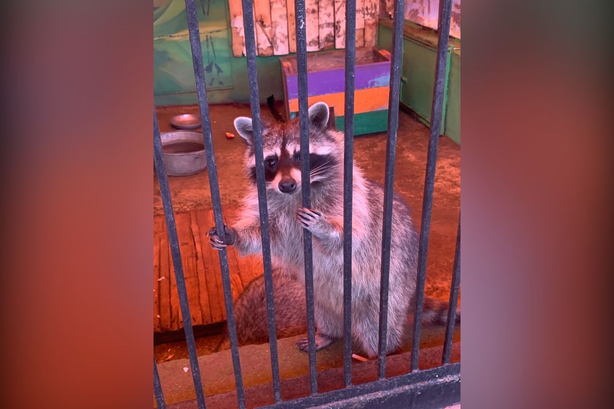 Частные зоопарки в Воронеже проверили после нарушений и выписали штрафы на 90 тысяч рублей