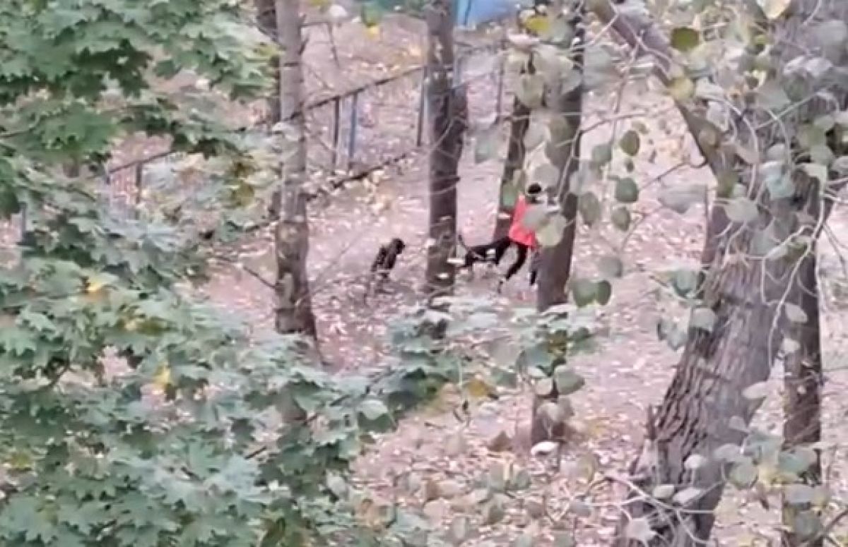 Фото - скриншот из видео