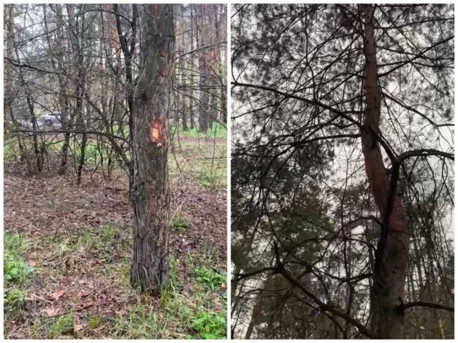 Воронежские экологи открестились от возможной вырубки деревьев в Северном лесу