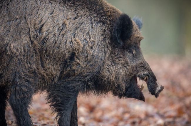 Количество нападений диких животных на воронежцев выросло почти в два раза