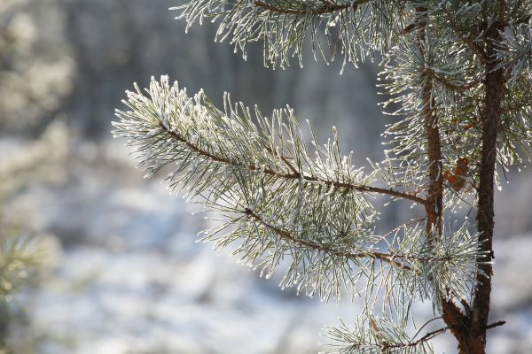 Синоптики предупредили воронежцев о морозе до -22 градусов